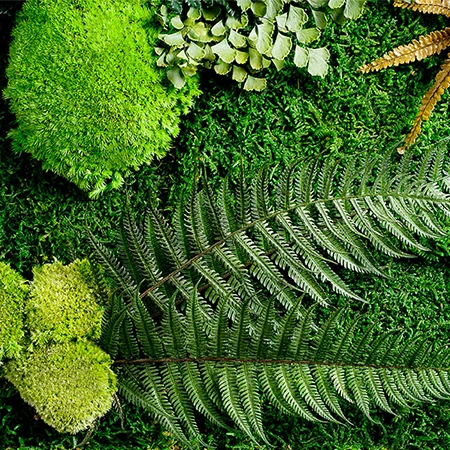 Texture de Forest moss stabilisée