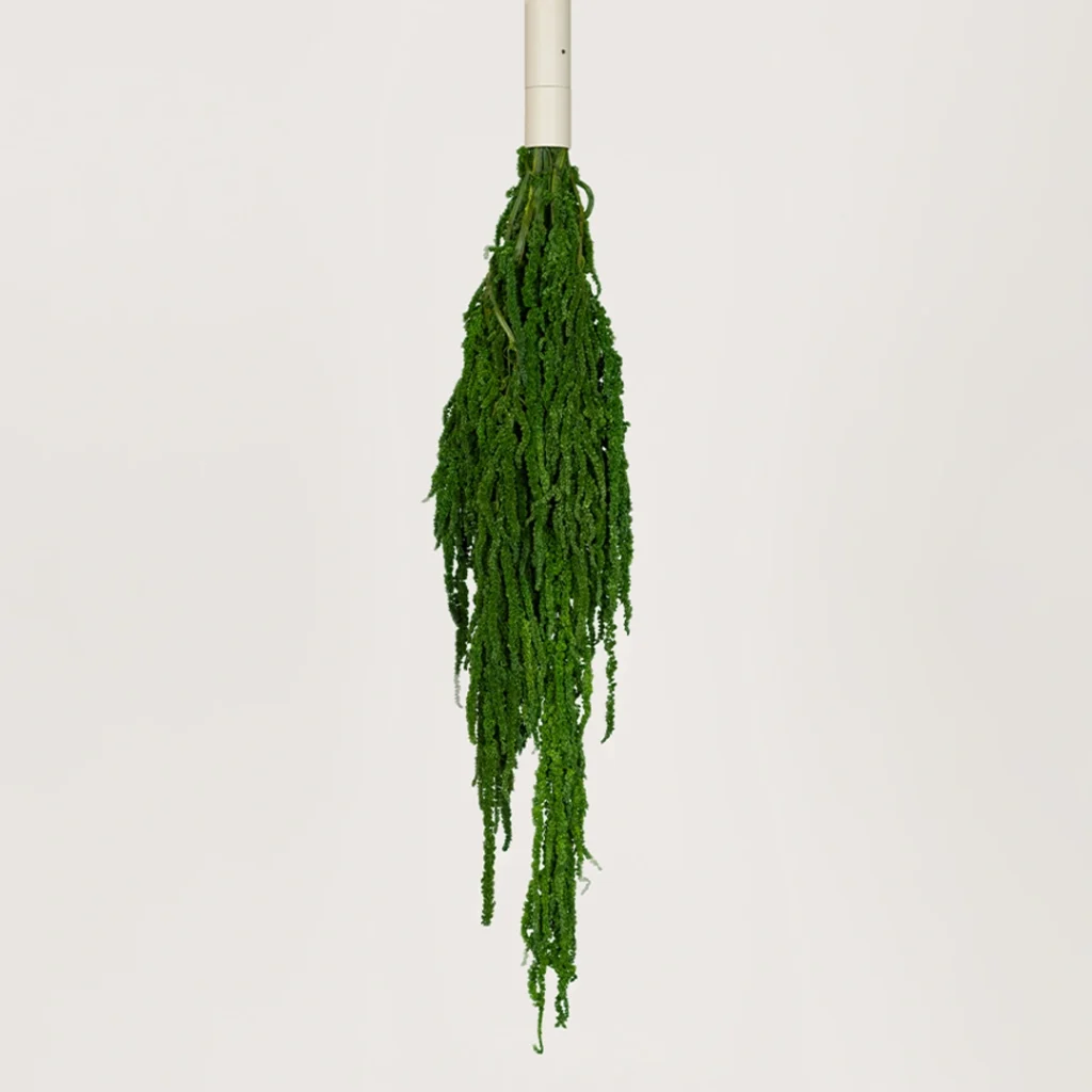amaranthus green.webp